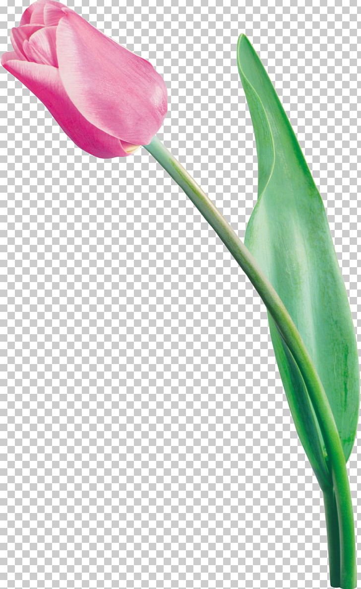 Tulip Flower Bouquet PNG, Clipart, Arum, Bud, Color, Digital Image, Flower Free PNG Download