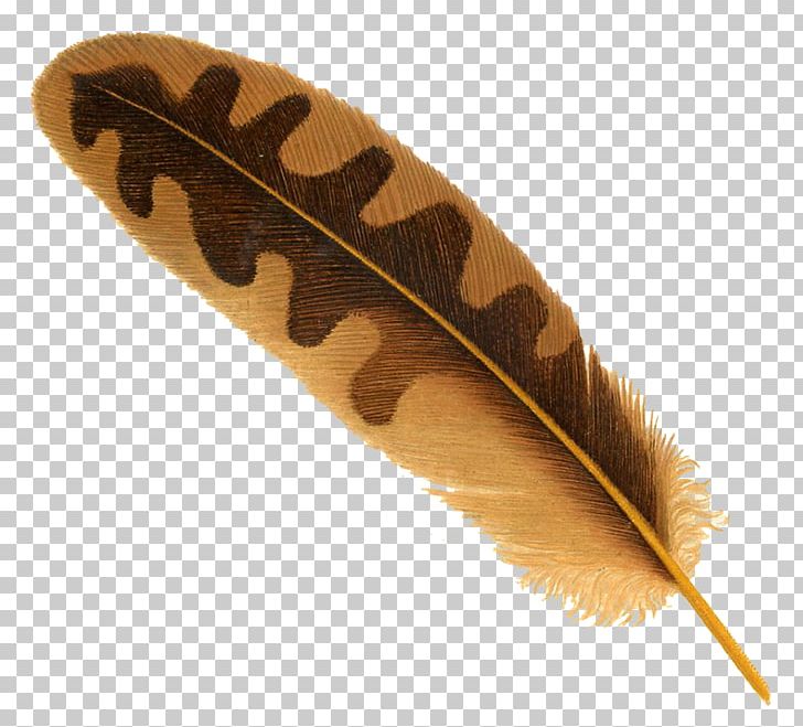 Bird Feather PNG, Clipart, Bird, Birds, Drawing, Eagle Feather Law, Feather Free PNG Download