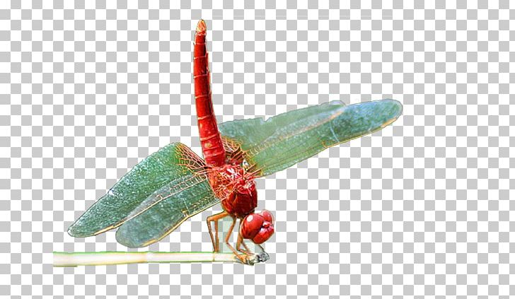 Dragonfly Insect PNG, Clipart, Background, Beautiful, Christmas Decoration, Creative, Decoration Free PNG Download