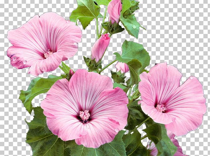 Flower Garden Pink Flowers PNG, Clipart, Annual Plant, Chinese Hibiscus, Color, Conifer Cone, Desktop Wallpaper Free PNG Download
