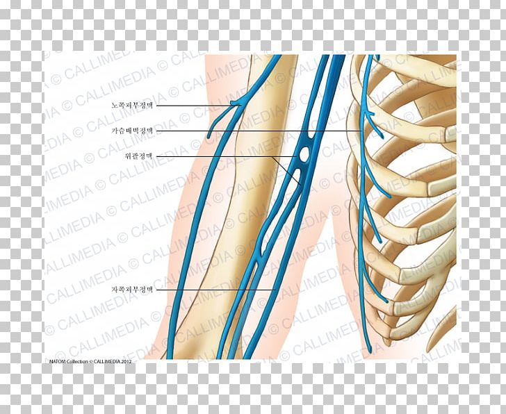 Shoulder Axillary Vein Arm Brachial Veins PNG, Clipart, Abdomen, Anatomy, Angle, Arm, Axillary Vein Free PNG Download