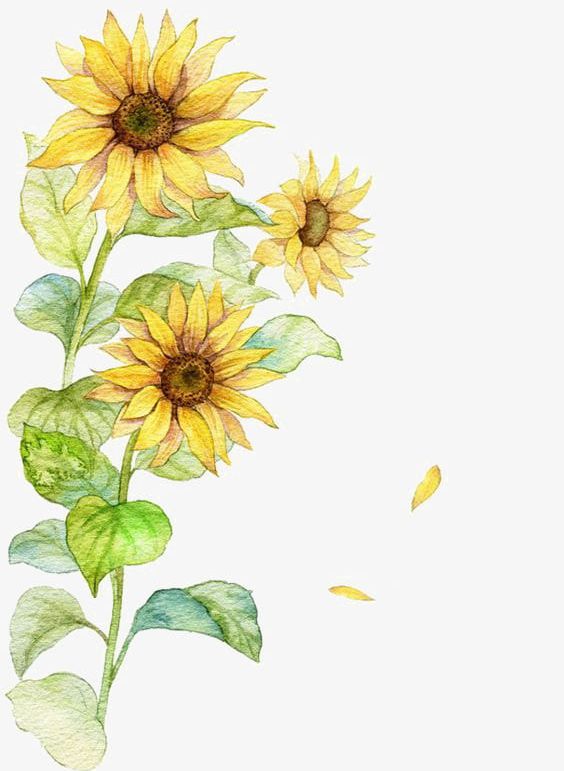 Watercolor Sunflower PNG, Clipart, Creative, Creative Sunflower, Flowers, Flowers Illustration, Illustration Free PNG Download