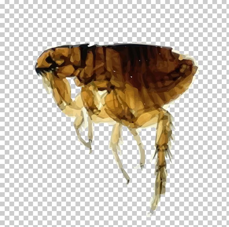 Dog Flea Cat Flea PNG, Clipart, Animals, Arthropod, Canis, Cat, Cat Flea Free PNG Download