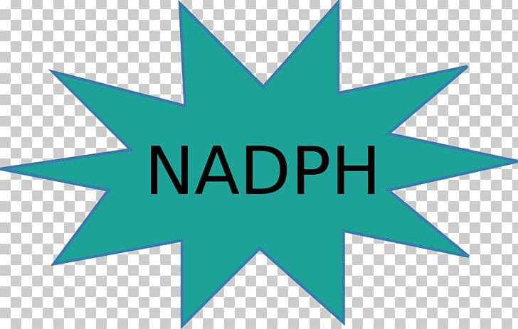 Nicotinamide Adenine Dinucleotide Phosphate Child Redox PNG, Clipart, Adenine, Anabolism, Angle, Area, Blue Free PNG Download