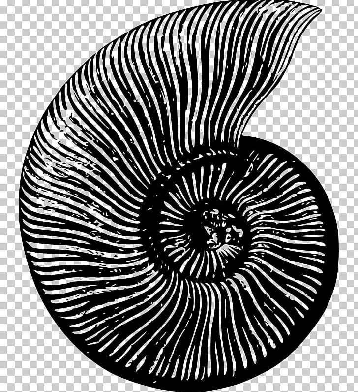 Fossil Windows Metafile PNG, Clipart, Ammonites, Autocad Dxf, Black And White, Circle, Download Free PNG Download