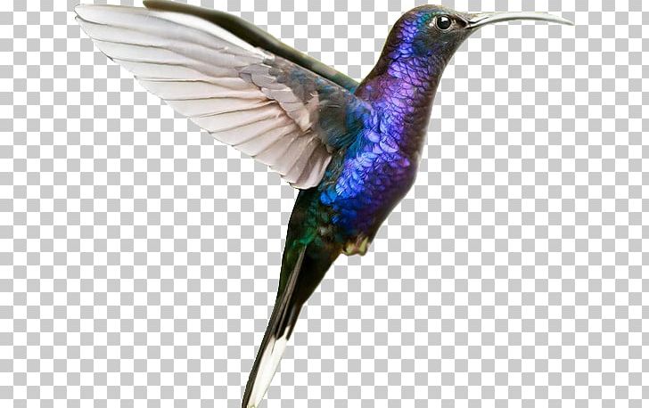Hummingbird M Веб-студия POINTS PNG, Clipart, Beak, Bird, Calibri, Fauna, Feather Free PNG Download