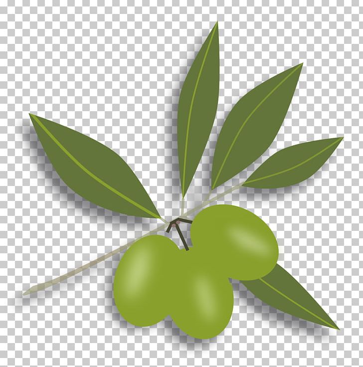 Olive Free Content PNG, Clipart, Clip Art, Computer Icons, Download, Free Content, Fruit Free PNG Download