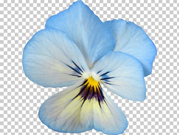 Pansy Flower PNG, Clipart, Barrette, Blue, Desktop Wallpaper, Download, Encapsulated Postscript Free PNG Download