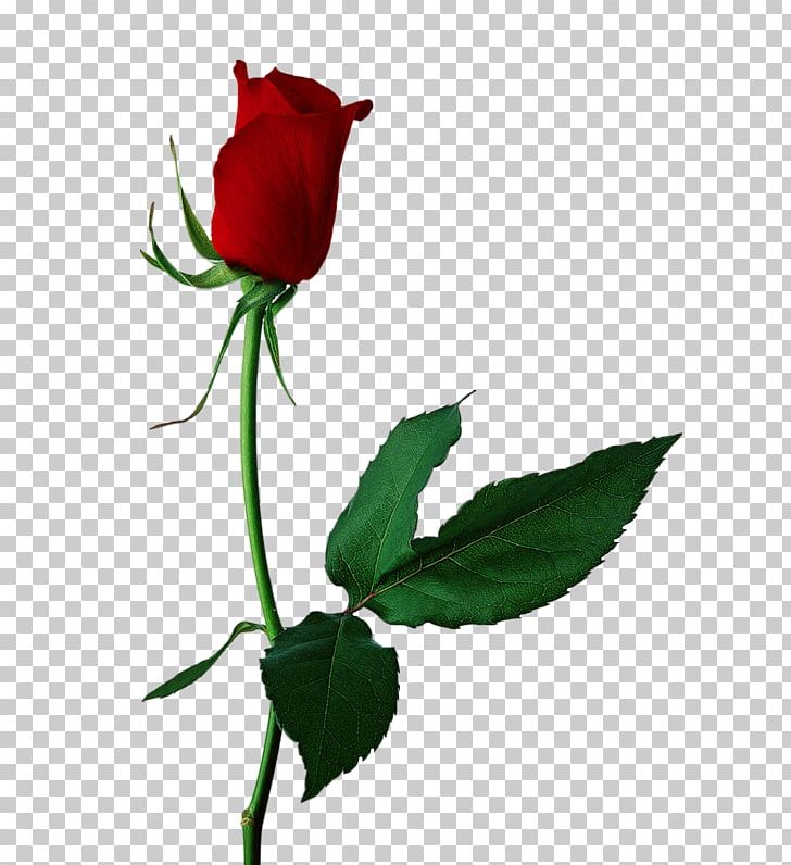 Portable Network Graphics Rose Flower PNG, Clipart, Bud, Cut Flowers, Desktop Wallpaper, Download, Flower Free PNG Download