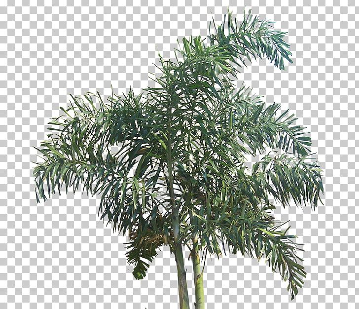 Tree Wodyetia PNG, Clipart, Arecaceae, Arecales, Branch, Evergreen, Fir Free PNG Download