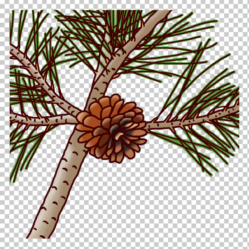Plant Stem Pine Twig Flower Plants PNG, Clipart, Biology, Flower, Pine, Plants, Plant Stem Free PNG Download