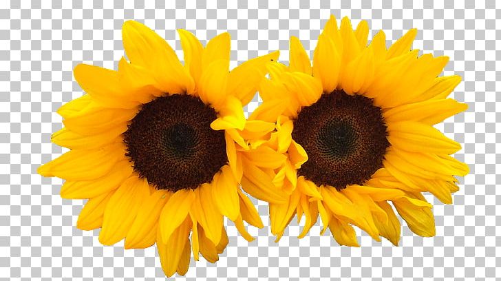 Common Sunflower Reiki III: A Realização Bloemisterij PNG, Clipart, Bloemisterij, Common Sunflower, Computer Icons, Daisy Family, Download Free PNG Download