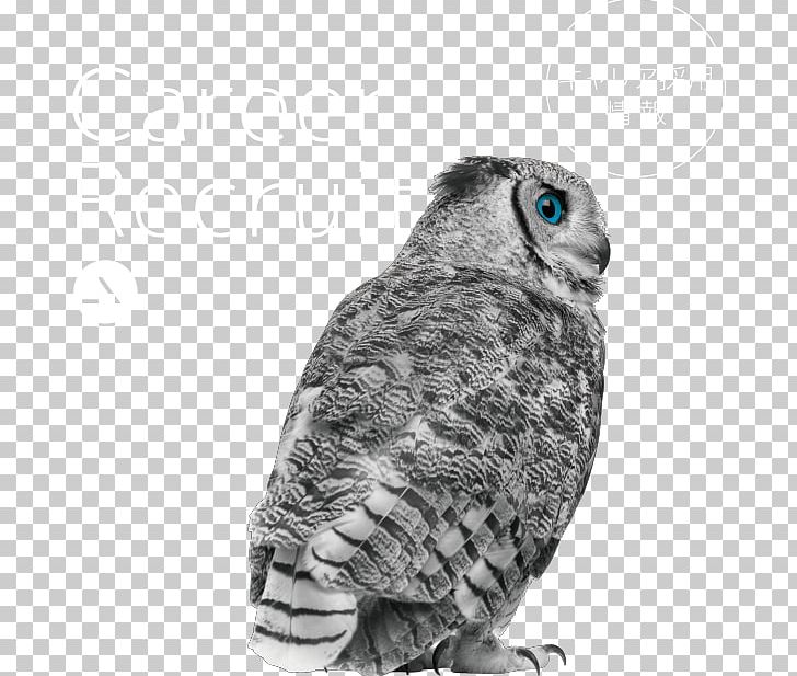 Great Grey Owl Great Horned Owl Stock Photography Eurasian Eagle-owl PNG, Clipart,  Free PNG Download