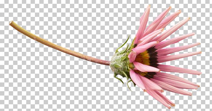 Petal Chrysanthemum Indicum Flower PNG, Clipart, Chrysanthemum, Chrysanthemum Chrysanthemum, Chrysanthemum Flowers, Chrysanthemums, Chrysanthemum Tea Free PNG Download