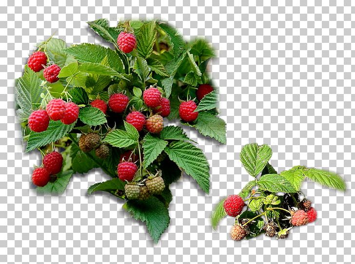 Strawberry Loganberry Raspberry Red Mulberry Tayberry PNG, Clipart, Auglis, Berry, Food, Fruit, Fruit Nut Free PNG Download