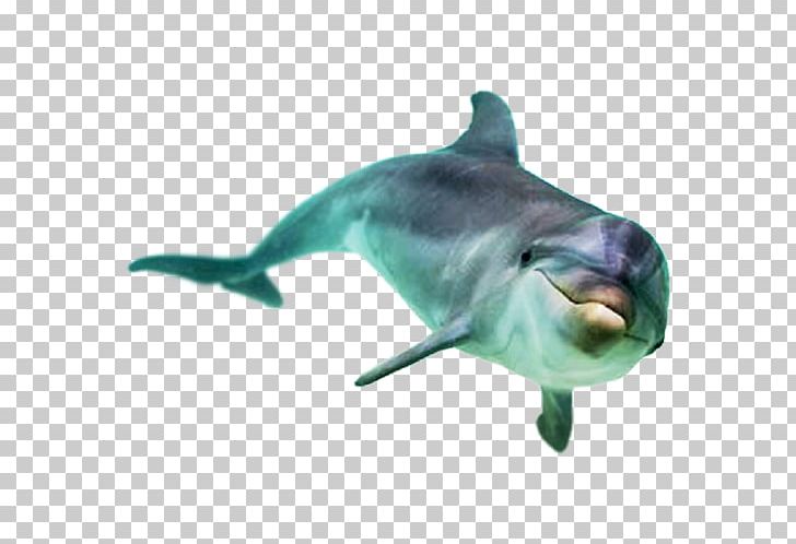 Common Bottlenose Dolphin Stenella Toothed Whale Common Dolphin PNG, Clipart, Animal, Animals, Bottlenose Dolphin, Cetacea, Dolphins Free PNG Download