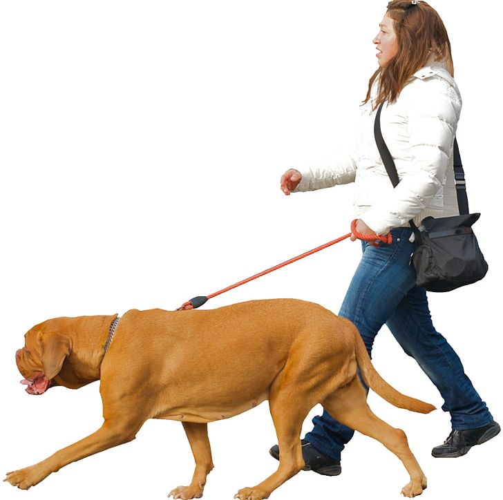 Dog Walking Puppy Dog Collar Dog Training PNG, Clipart, Animals, Bark, Carnivoran, Collar, Dog Free PNG Download