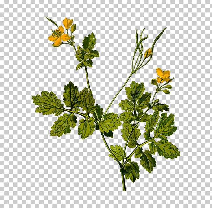 Greater Celandine Köhler's Medicinal Plants Herb PNG, Clipart,  Free PNG Download