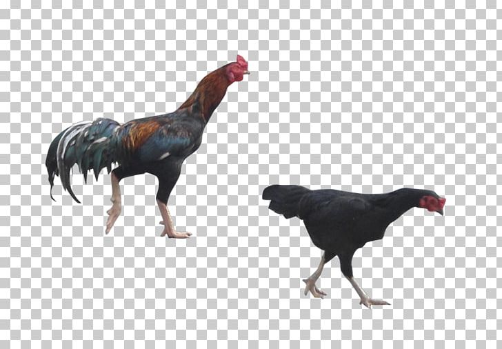 Rooster Chicken Digital Art PNG, Clipart, Animals, Art, Artist, Art Museum, Beak Free PNG Download