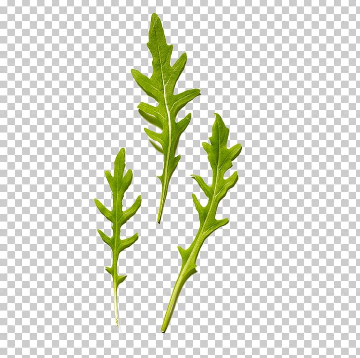 Twig Leaf Vegetable Herb Plant Stem PNG, Clipart, Branch, Family, Grasses, Grass Family, Herb Free PNG Download