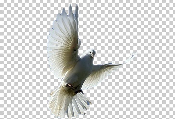Fantail Pigeon Columbidae Bird Fancy Pigeon PNG, Clipart, Animals, Beak, Breed, Columba, Domestic Free PNG Download