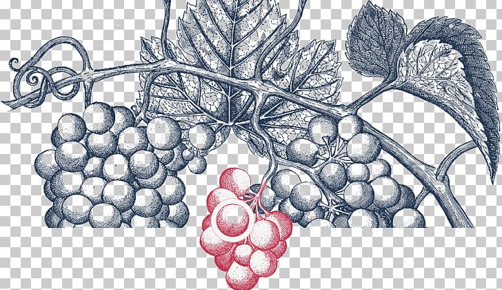 Grapevines Drawing /m/02csf PNG, Clipart, Art, Drawing, Flowering Plant, Food, Fruit Free PNG Download