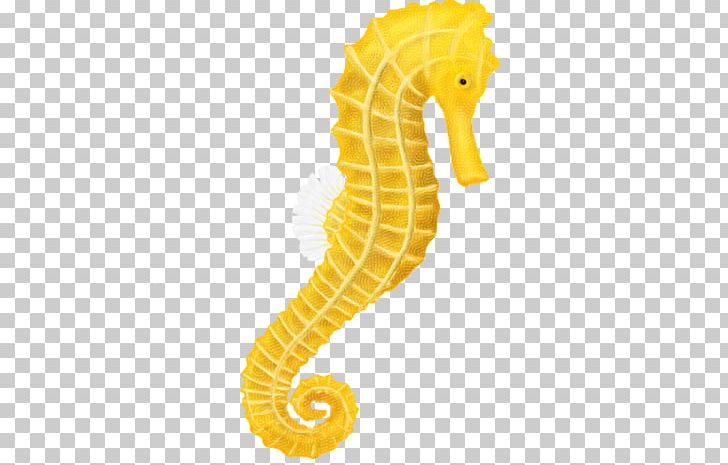 Tiger Tail Seahorse PNG, Clipart, Animal Figure, Animals, Computer Icons, Fish, Image Resolution Free PNG Download