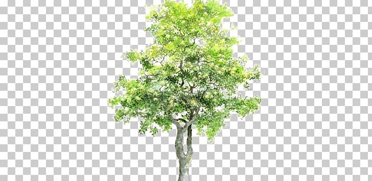 Bauhinia Variegata Bauhinia Xd7 Blakeana Phanera Purpurea Tree PNG, Clipart, Archontophoenix Alexandrae, Autumn Tree, Bauhinia, Bauhinia Xd7 Blakeana, Bombax Ceiba Free PNG Download