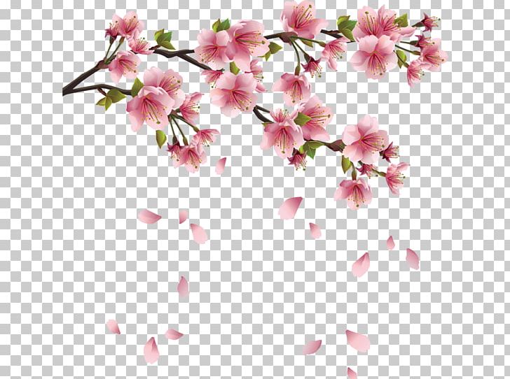 Cherry Blossom Petal Flower PNG, Clipart, Azalea, Blossom, Branch, Cerasus, Cherry Blossom Free PNG Download