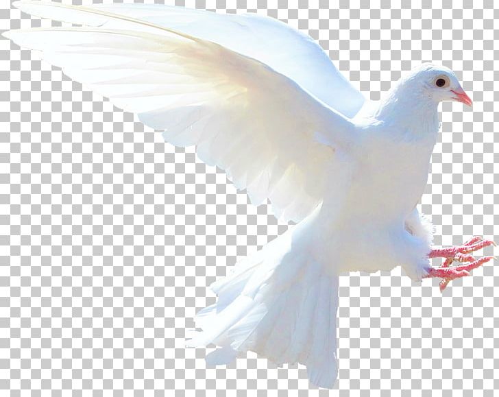 Columbidae Doves As Symbols Holy Spirit Love PNG, Clipart, Beak, Bird, Columbidae, Dove, Doves As Symbols Free PNG Download