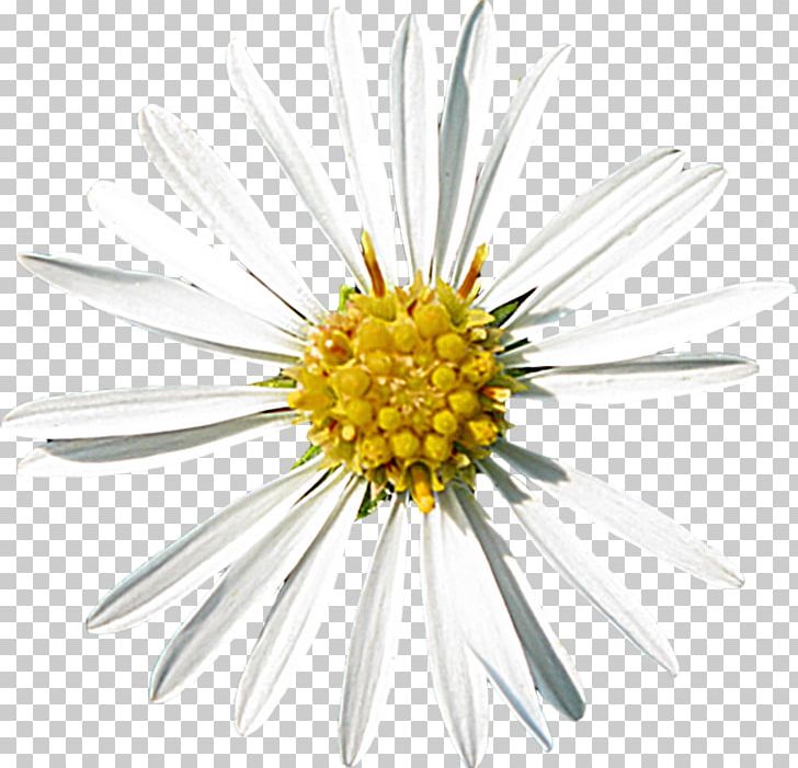 Common Daisy Oxeye Daisy Aster Roman Chamomile Cut Flowers PNG, Clipart, Aster, Chamaemelum Nobile, Common Daisy, Cut Flowers, Daisy Free PNG Download