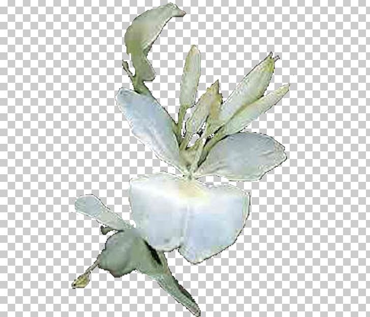 Hedychium Coronarium Flowering Plant Petal Butterflies And Moths PNG, Clipart, Bird, Butterflies And Moths, Cuba, Flower, Flowering Plant Free PNG Download