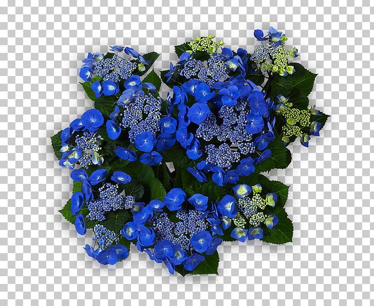 Hydrangea Cut Flowers Chelsea Flower Show Floral Design PNG, Clipart, Annual Plant, Blue, Borage Family, Chelsea Flower Show, Cobalt Blue Free PNG Download