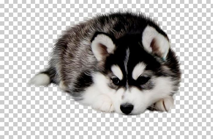 Siberian Husky Maltese Dog Sakhalin Husky Puppy Pug PNG, Clipart, Alaskan Klee Kai, Alaskan Malamute, Animals, Carnivoran, Dog Breed Free PNG Download