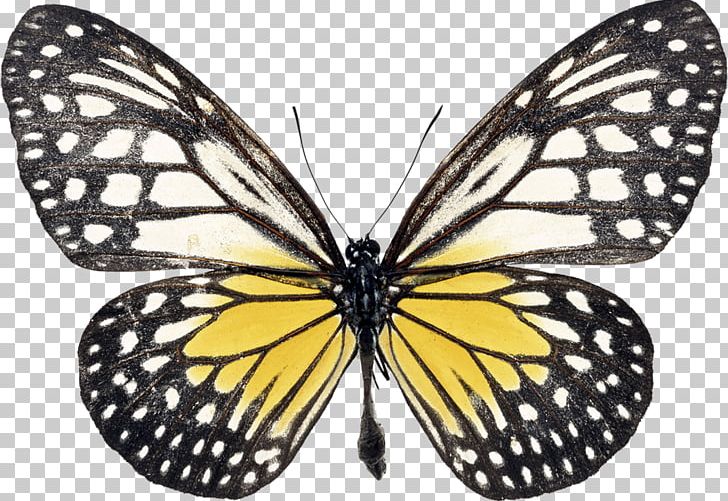 Swallowtail Butterfly Morpho Rhetenor Black Swallowtail PNG, Clipart, Arthropod, Black And White, Black Swallowtail, Brush Footed Butterfly, Butterflies And Moths Free PNG Download