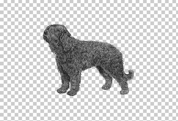 Barbet Spanish Water Dog Wirehaired Pointing Griffon Portuguese Water Dog Lagotto Romagnolo PNG, Clipart, Affenpinscher, Animal Figure, Barbet, Breed, Breed Standard Free PNG Download