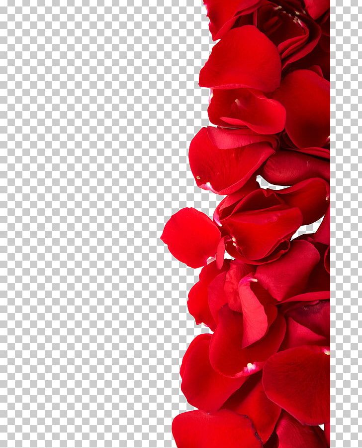Beach Rose Red Color Dia Dos Namorados Photography PNG, Clipart, Childrens Day, Color, Computer Wallpaper, Cut Flowers, Day Free PNG Download