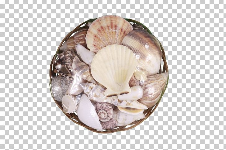 Clam Seashell Mussel Cockle Scallop PNG, Clipart, Animal, Animal Product, Animals, Animal Source Foods, Clam Free PNG Download