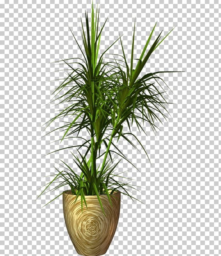 Flowerpot Plant PNG, Clipart, Arecaceae, Arecales, Deco, Digital Image, Download Free PNG Download