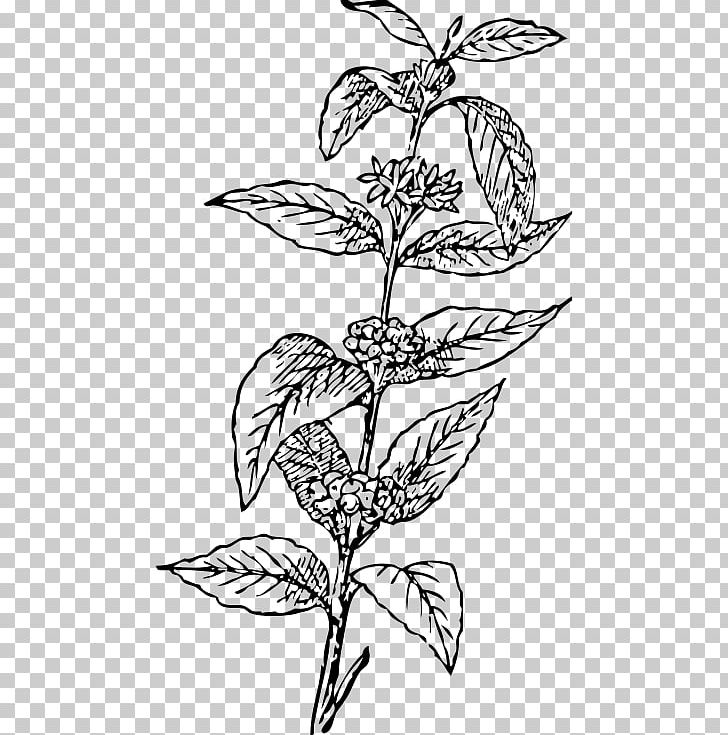 Arabica Coffee Tea Coffee Bean Coffee Cup PNG, Clipart, Arabica Coffee, Artwork, Black And White, Botany, Branch Free PNG Download