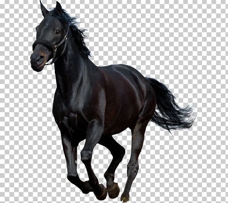 Black Beauty Audiobook (Illustrated Classics) Horse Stallion PNG, Clipart, Animals, Anna Sewell, Audible, Audiobook, Black Free PNG Download