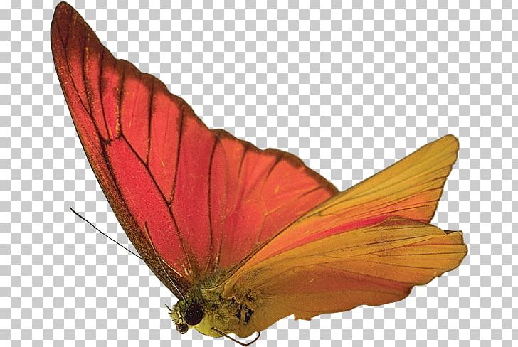 Butterfly Insect Moth PNG, Clipart, Animal, Arthropod, Blog, Brush Footed Butterfly, Butterflies And Moths Free PNG Download