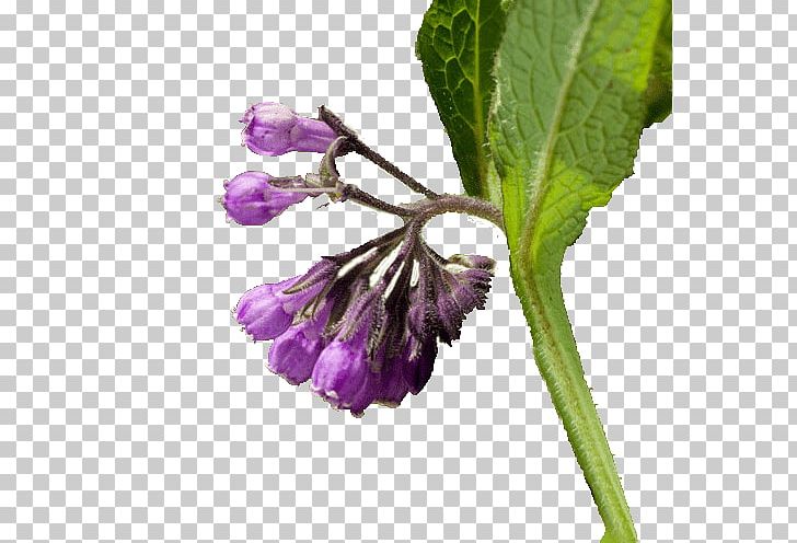 Comfrey Health Food Health Food Medicine PNG, Clipart, Alcoholic Drink, Alternative Health Services, Annual Plant, Blog, Brandy Free PNG Download