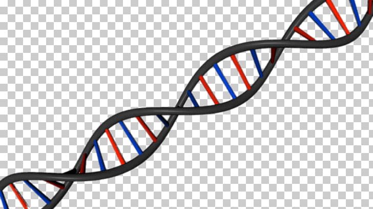 DNA Science Nucleic Acid Double Helix Stock Photography A-DNA PNG, Clipart, Adna, Area, Bicycle Frame, Biochemistry, Dna Free PNG Download