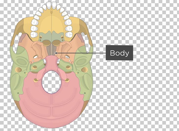 Pterygoid Processes Of The Sphenoid Pterygoid Hamulus Medial Pterygoid Muscle Sphenoid Bone PNG, Clipart, Anatomy, Bone, Cribriform Plate, Greater Wing Of Sphenoid Bone, Jaw Free PNG Download