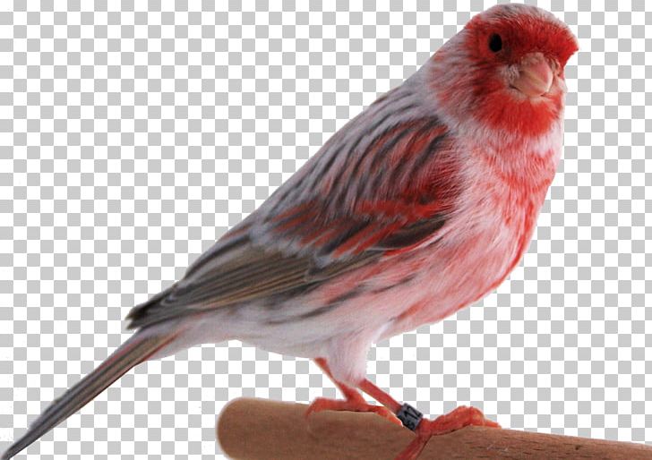 Domestic Canary Canary Islands Bird Finch PNG, Clipart, Animal, Art, Atlantic Canary, Beak, Birds Free PNG Download