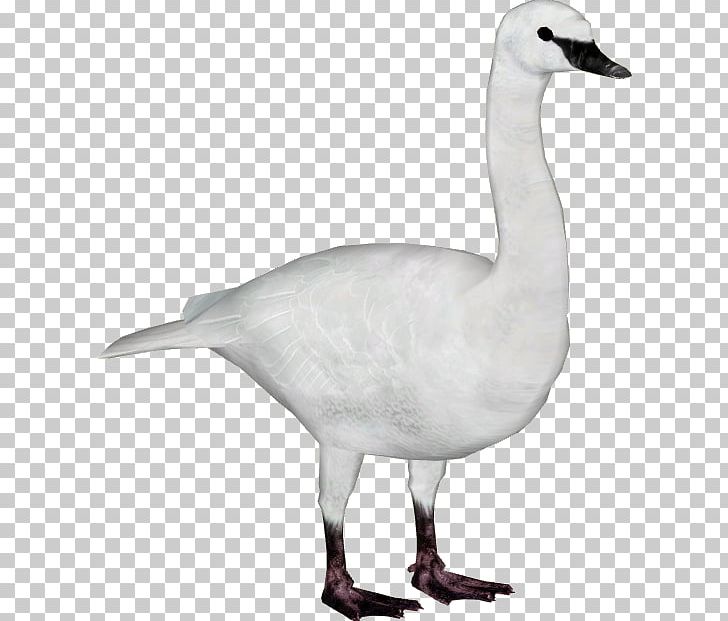Duck Goose Trumpeter Swan Bird Whooper Swan PNG, Clipart, Anatidae, Animal, Animals, Anseriformes, Beak Free PNG Download