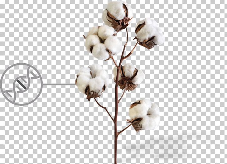 Sea Island Cotton Plant Fiber Textile PNG, Clipart, Bed Sheets, Body Jewelry, Branch, Cellulose, Cotton Free PNG Download