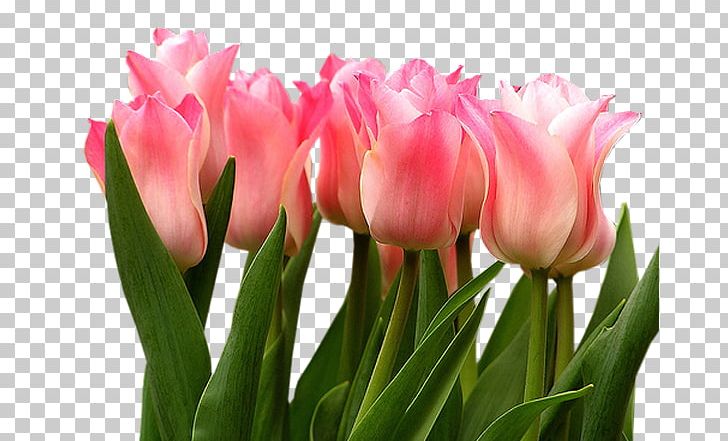 Tulip Flower Leaf PNG, Clipart, Animation, Clip, Cut Flowers, Floristry, Flower Free PNG Download