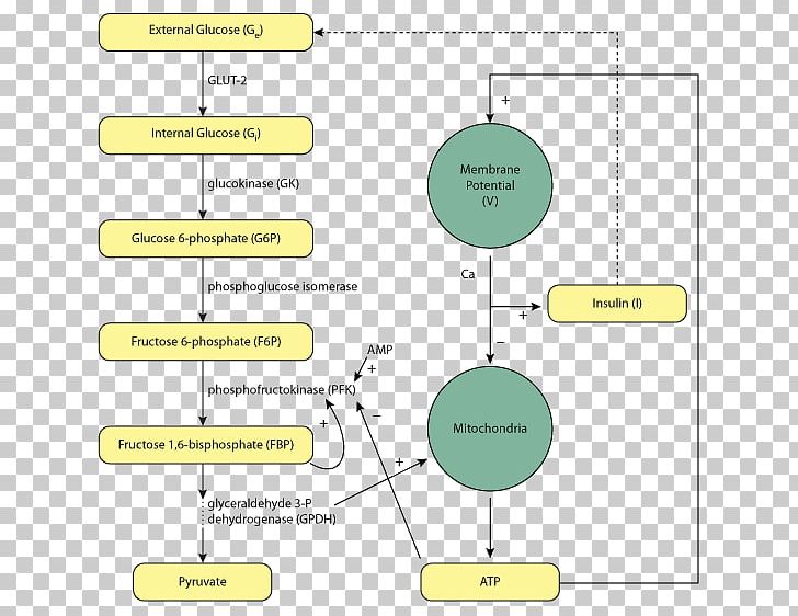 Venn Diagram Insulin Schematic Cell PNG, Clipart, Aerobic Organism, Angle, Area, Cell, Cellular Respiration Free PNG Download